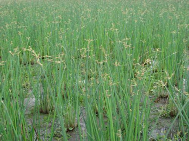 永信水生植物水葱基地直销，无中间商，包成活后期不活免费补