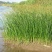 永信水生植物水葱基地直销，无中间商，包成活后期不活免费补