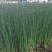 永信水生植物水葱基地直销，无中间商，包成活后期不活免费补
