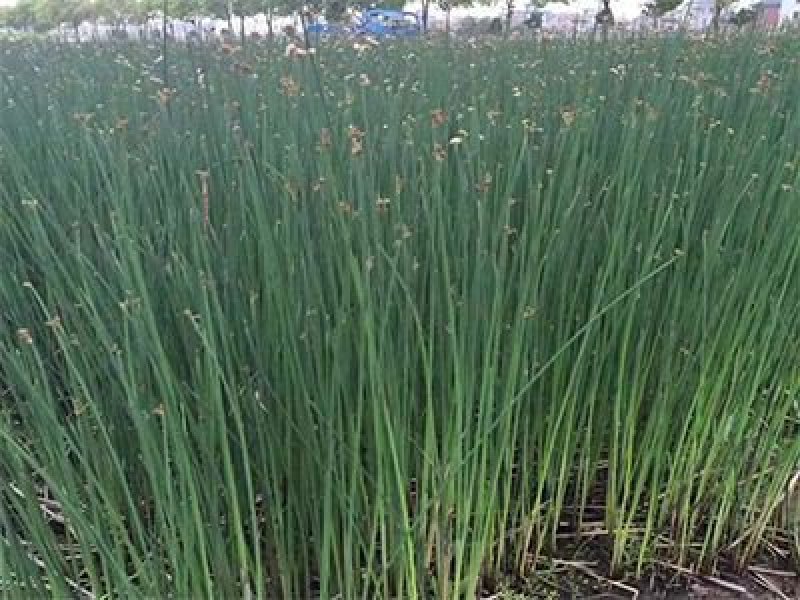 永信水生植物水葱基地直销，无中间商，包成活后期不活免费补