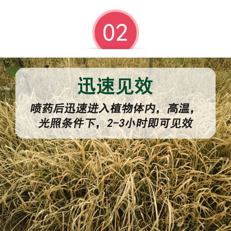 25%敌草快5公斤/4壶320元代替百草枯荒地果园见效快