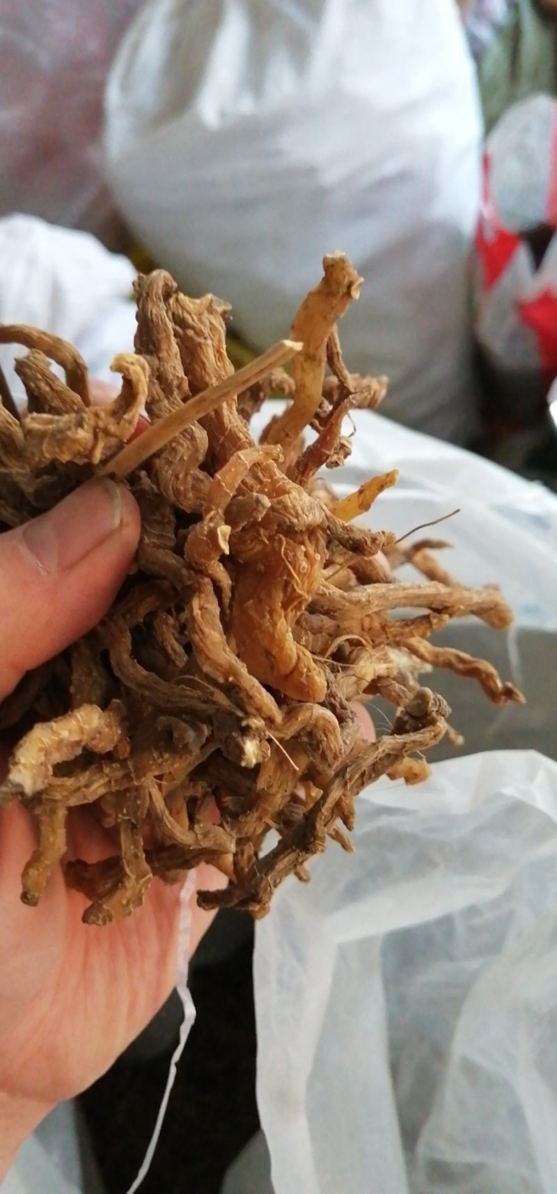 玉竹（纯野生）产地大别山