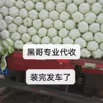 黄心大白菜长期合作产地直发一手货源欢迎咨询下单