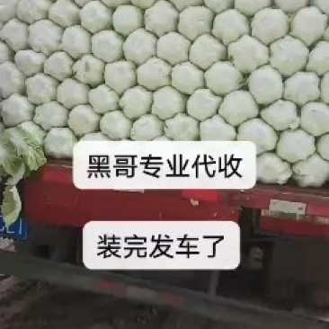 黄心大白菜长期合作产地直发一手货源欢迎咨询下单