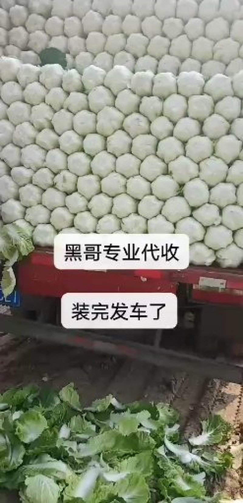黄心大白菜长期合作产地直发一手货源欢迎咨询下单