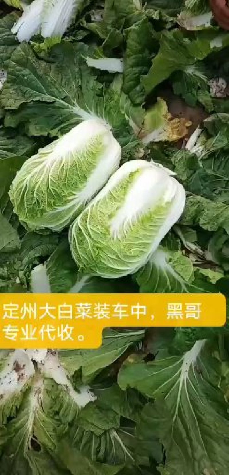 黄心大白菜长期合作产地直发一手货源欢迎咨询下单