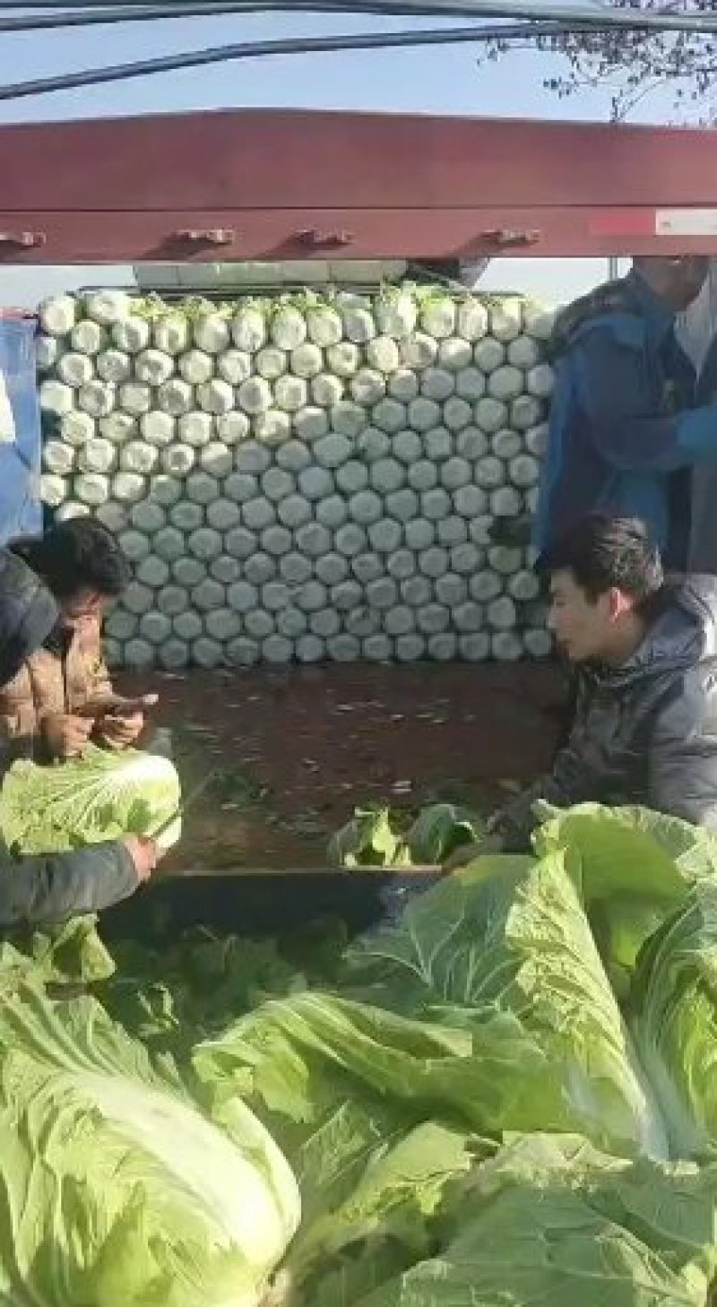 黄心大白菜长期合作产地直发一手货源欢迎咨询下单