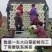 黄心大白菜长期合作产地直发一手货源欢迎咨询下单