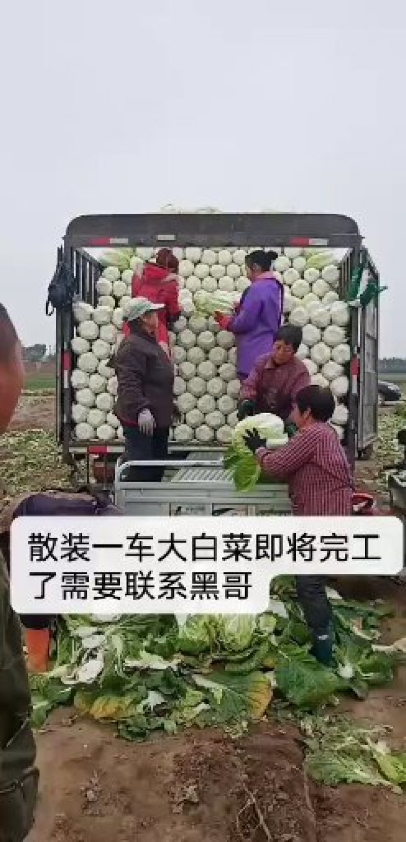黄心大白菜长期合作产地直发一手货源欢迎咨询下单