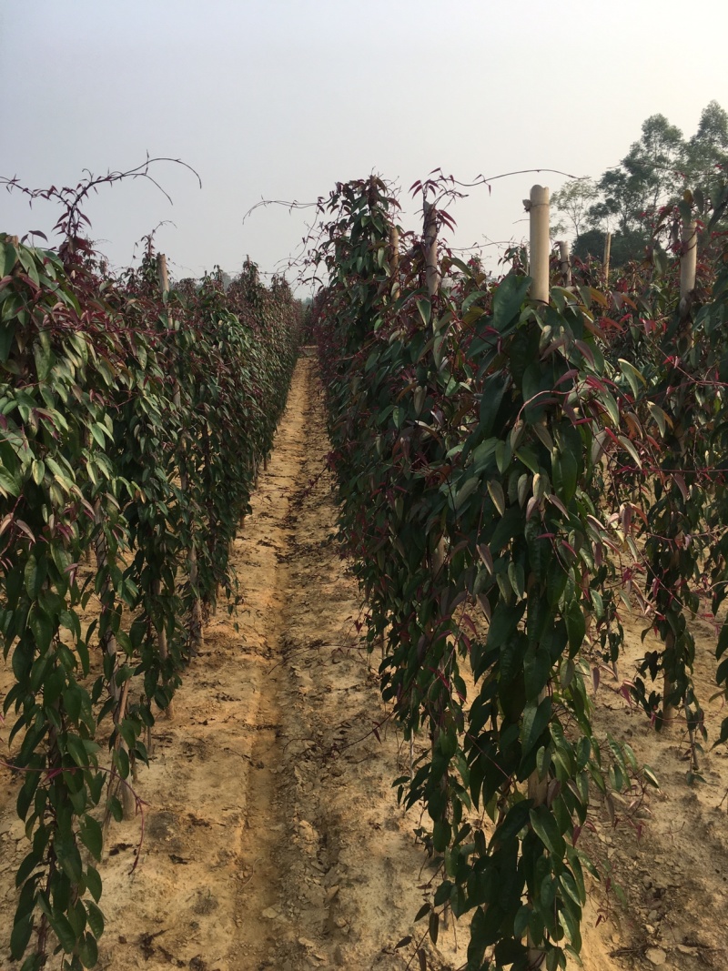 新鲜紫玉淮山细叶紫淮山淮山种苗大量供应质量保证