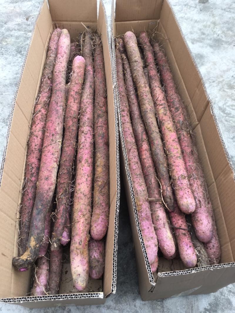 新鲜紫玉淮山细叶紫淮山淮山种苗大量供应质量保证
