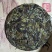 政和白茶2016年的一款350g老茶饼