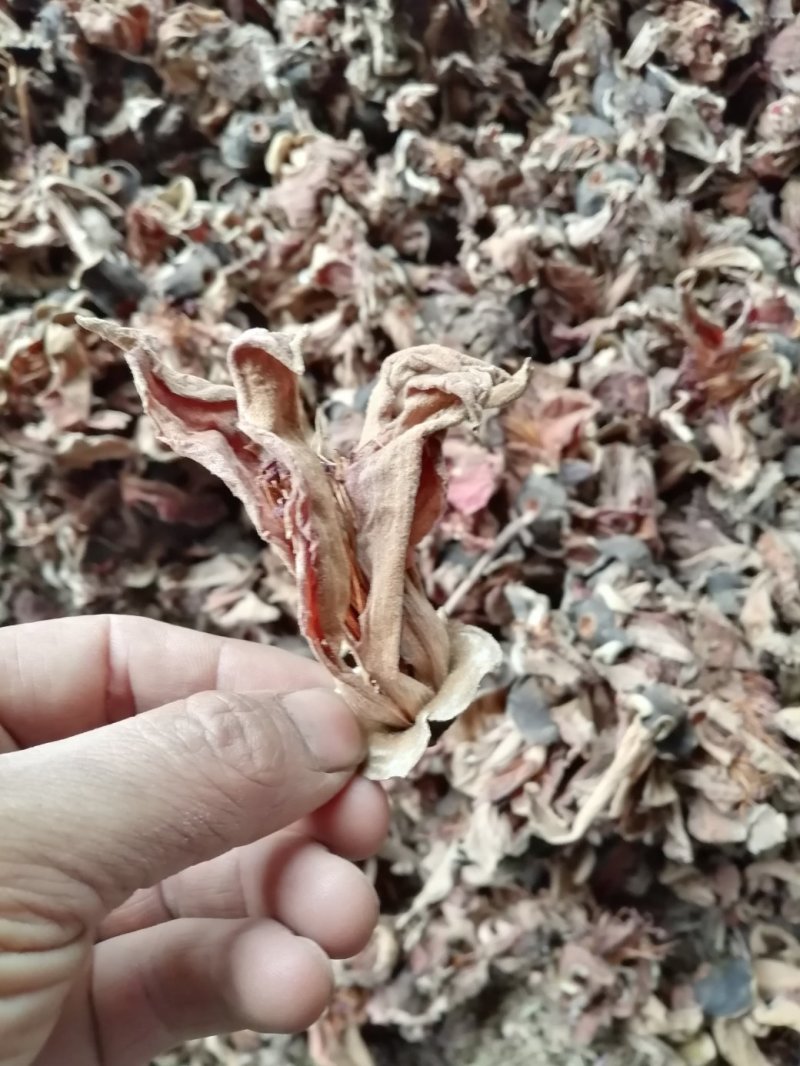 木棉花，攀枝花，颜色漂亮干度好，大量现货供应