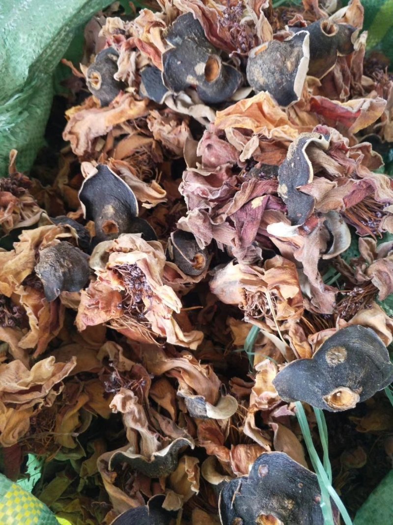 木棉花，攀枝花，颜色漂亮干度好，大量现货供应