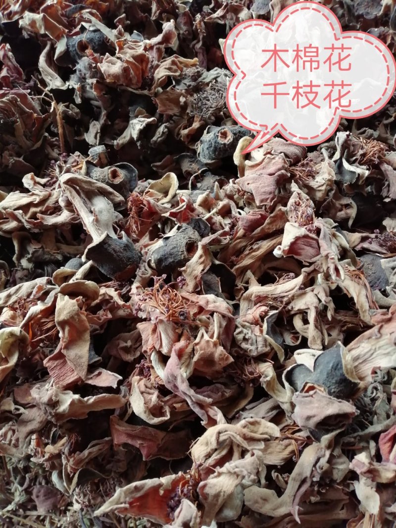 木棉花，攀枝花，颜色漂亮干度好，大量现货供应