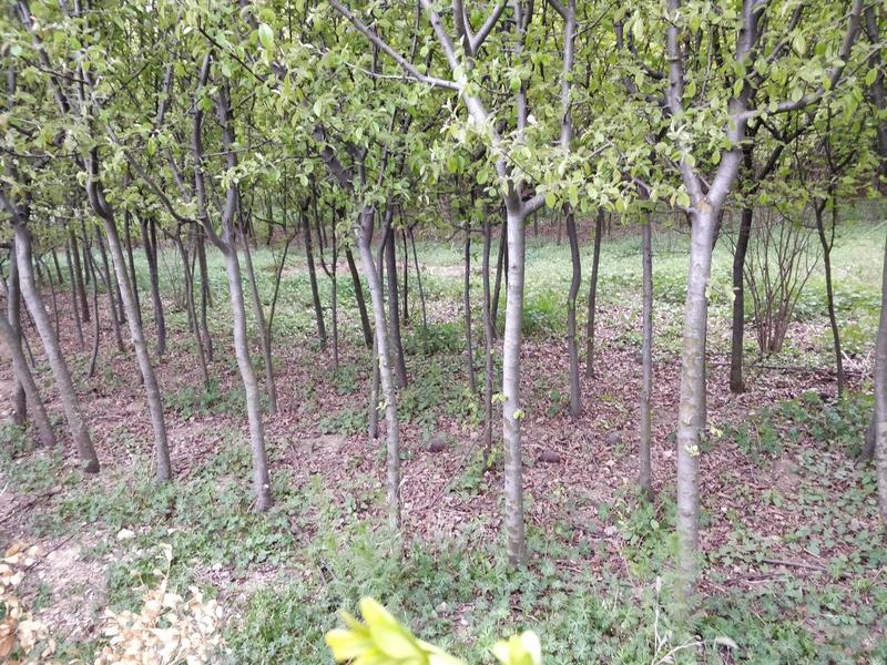 独杆木瓜树、丛生木瓜海棠树地径4～10公分6000棵