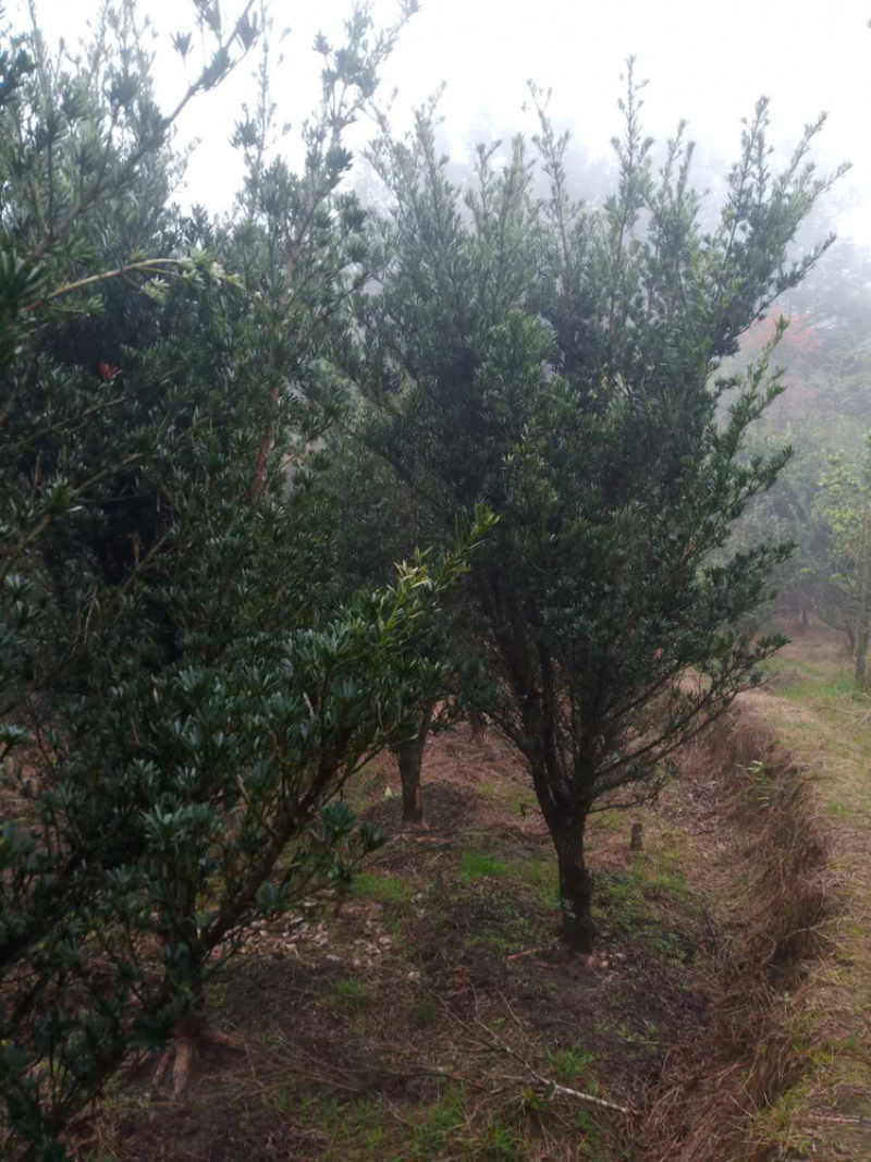 罗汉松10公分