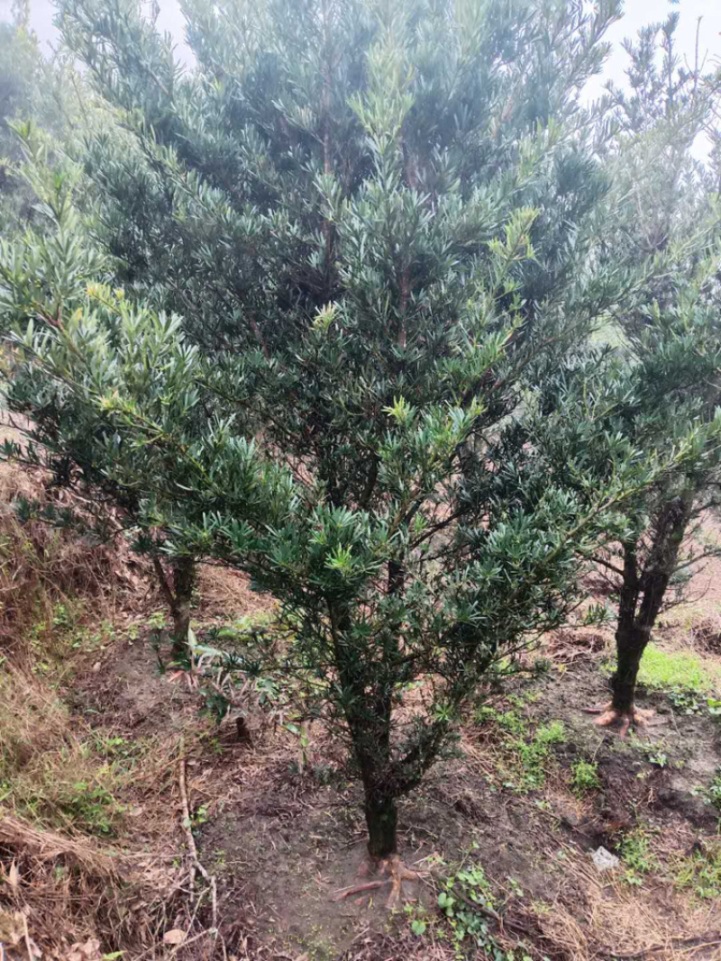 罗汉松10公分