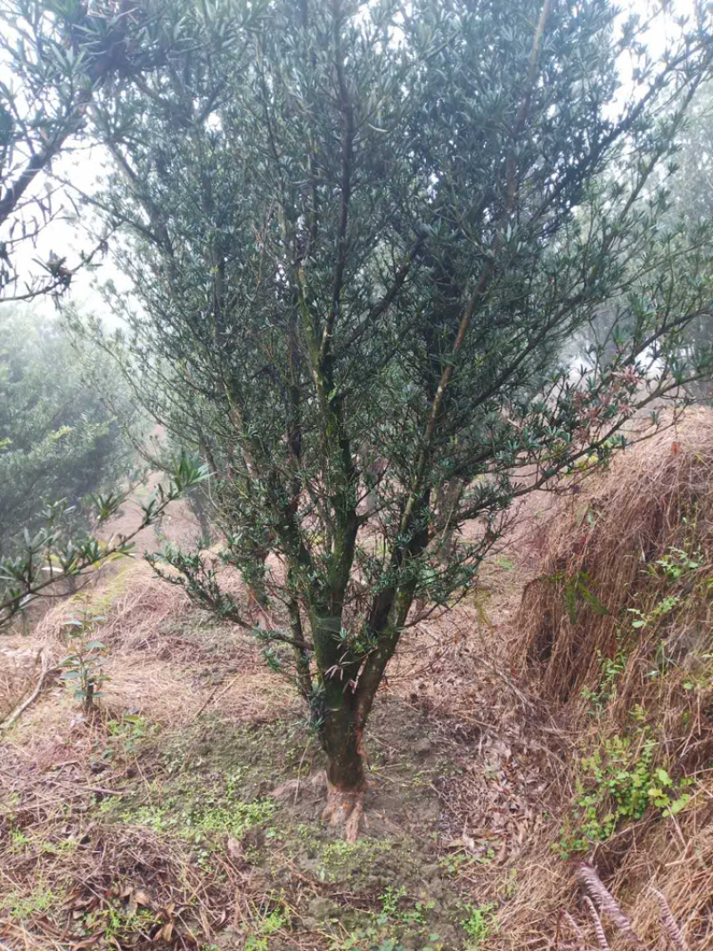 罗汉松10公分