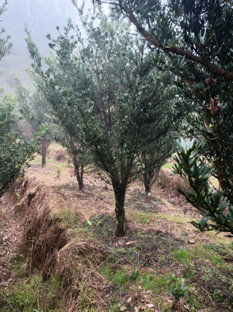 罗汉松10公分