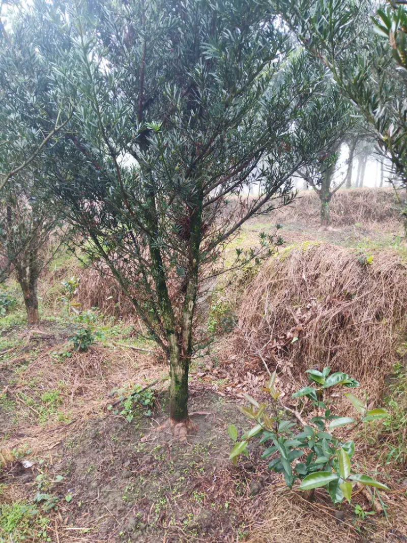 罗汉松10公分