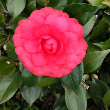茶花苗！观赏茶花！1——3年苗！承接庭院绿化工程！