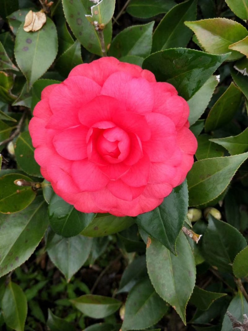 茶花苗！观赏茶花！1——3年苗！承接庭院绿化工程！