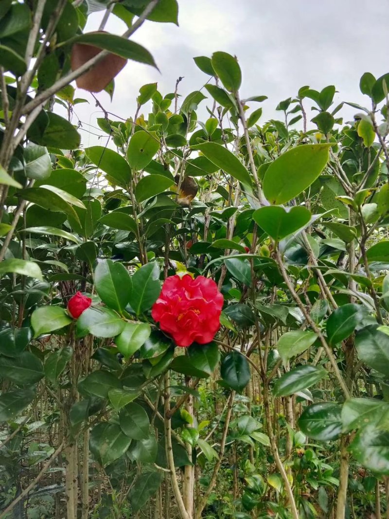 茶花苗！观赏茶花！1——3年苗！承接庭院绿化工程！