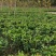 茶花苗！观赏茶花！1——3年苗！承接庭院绿化工程！