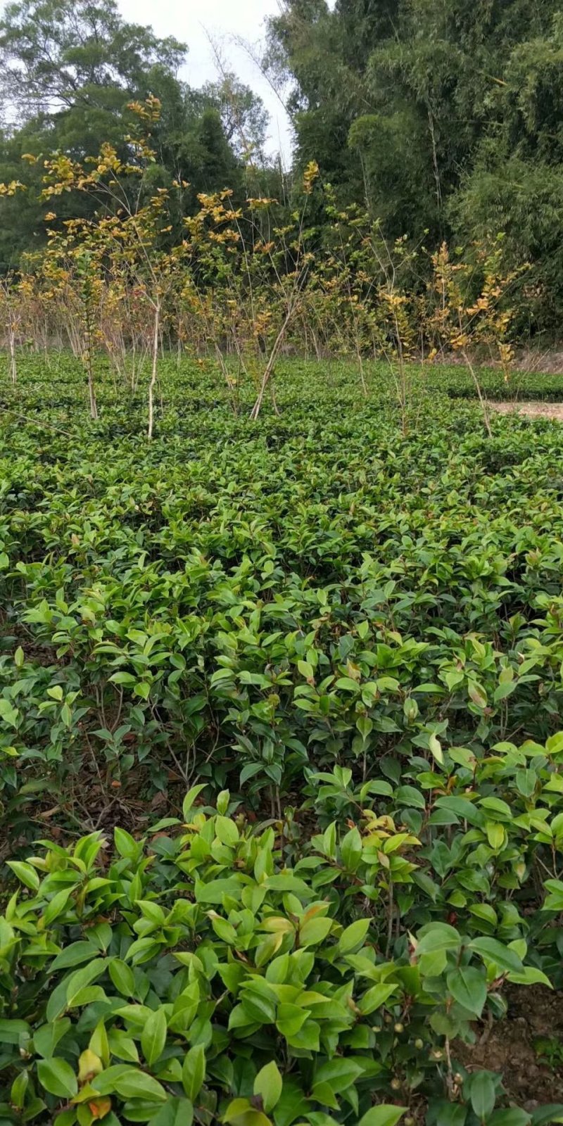 茶花苗！观赏茶花！1——3年苗！承接庭院绿化工程！