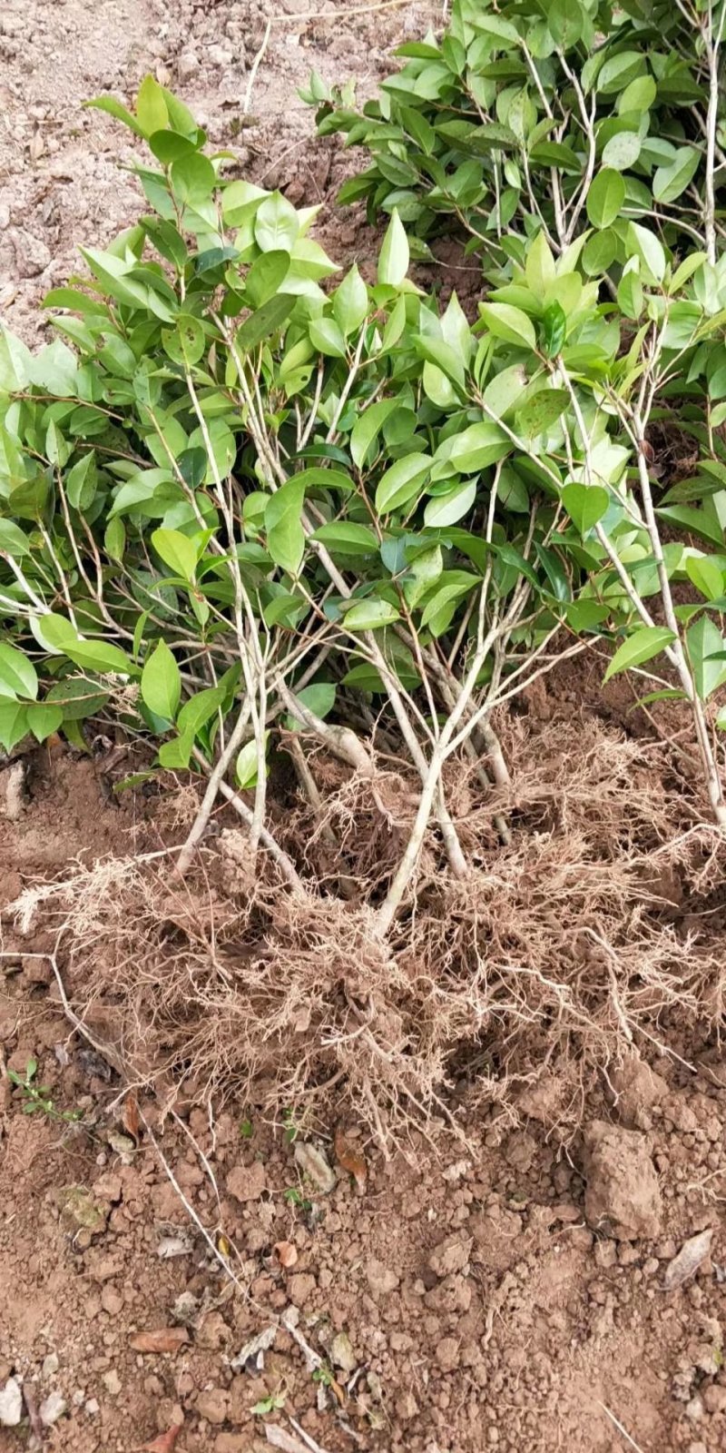 茶花苗！观赏茶花！1——3年苗！承接庭院绿化工程！