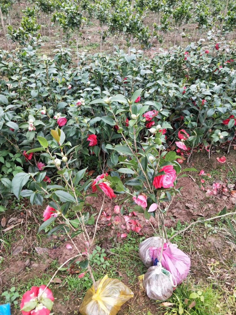 茶花苗！观赏茶花！1——3年苗！承接庭院绿化工程！