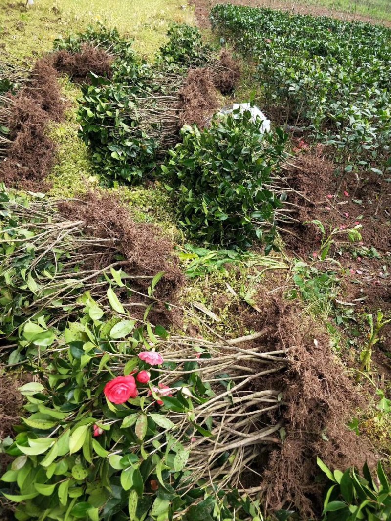 茶花苗！观赏茶花！1——3年苗！承接庭院绿化工程！