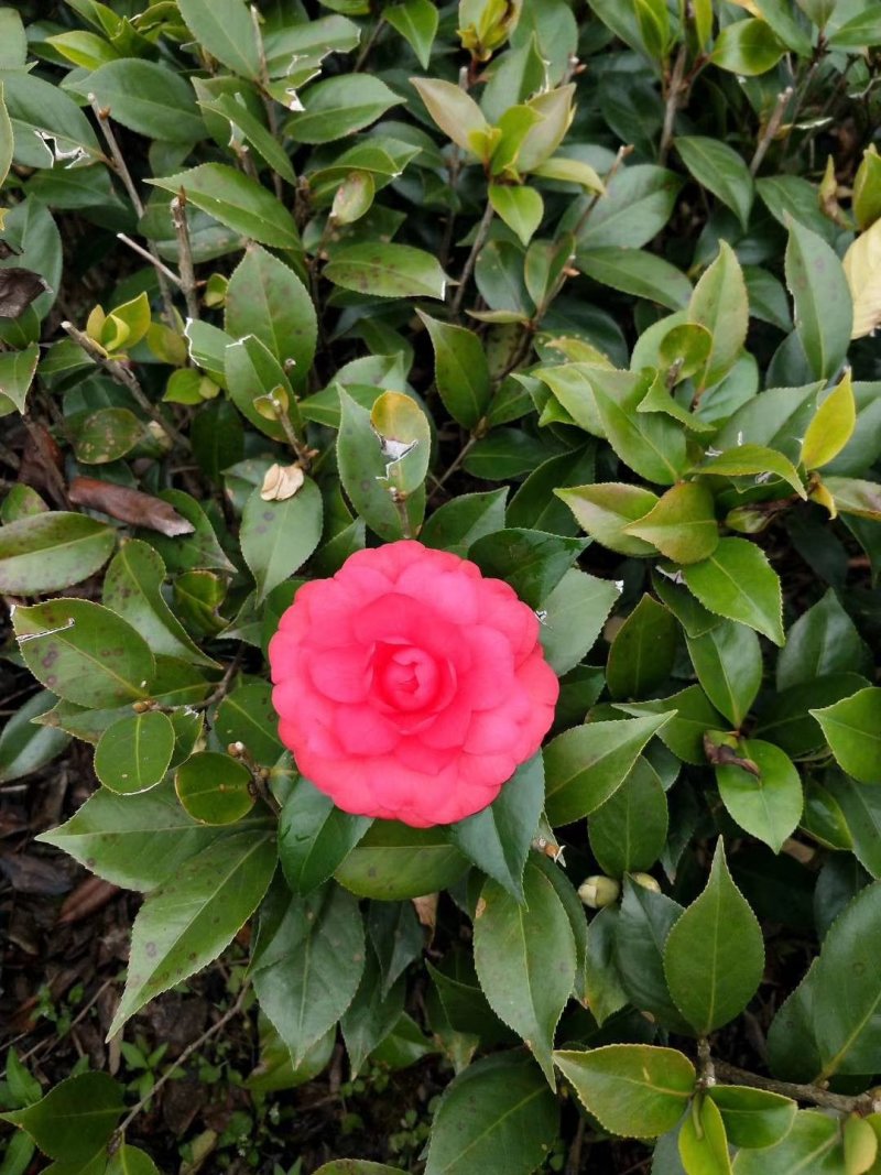 茶花苗！观赏茶花！1——3年苗！承接庭院绿化工程！