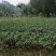 茶花苗！观赏茶花！1——3年苗！承接庭院绿化工程！