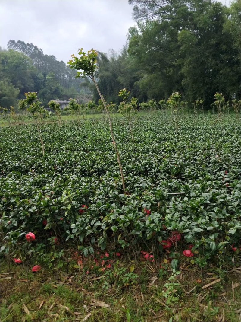 茶花苗！观赏茶花！1——3年苗！承接庭院绿化工程！