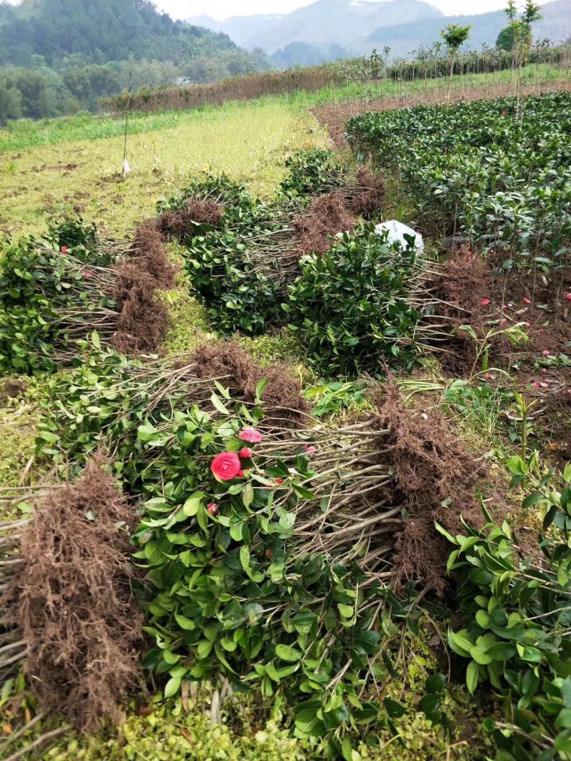 茶花苗！观赏茶花！1——3年苗！承接庭院绿化工程！