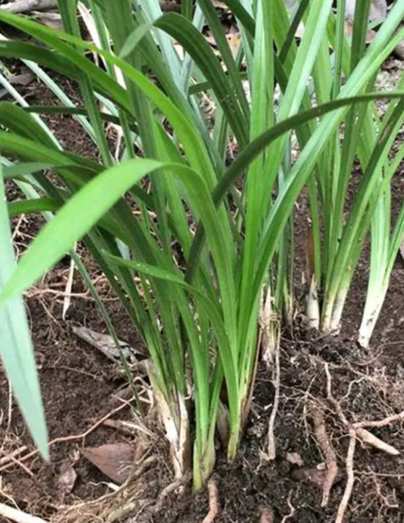 兰花贵州野生兰花