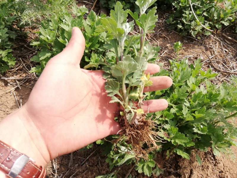 菊花苗【推荐】杭白菊苏北菊北京菊八月菊亳菊