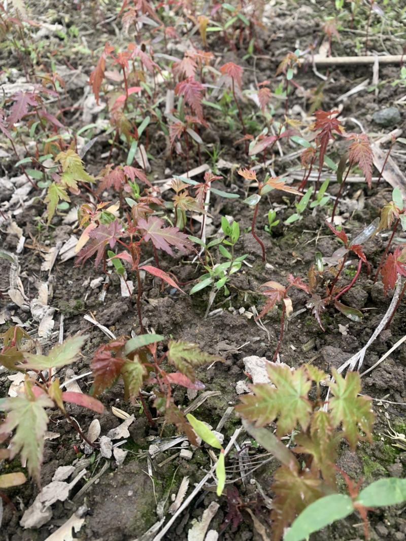 鸡爪槭芽苗，鸡爪槭芽苗、鸡爪槭芽苗、鸡爪槭芽苗