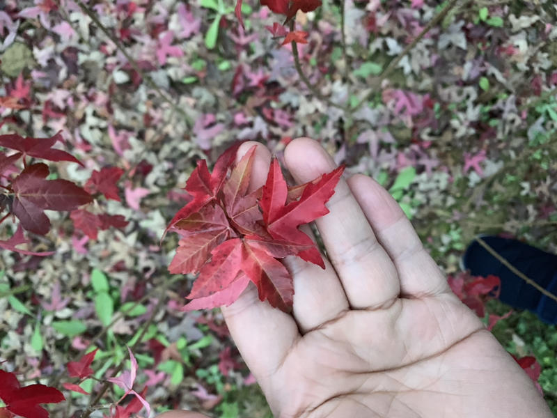 三角枫小苗三角枫小苗三角枫三角枫小苗三角枫芽苗