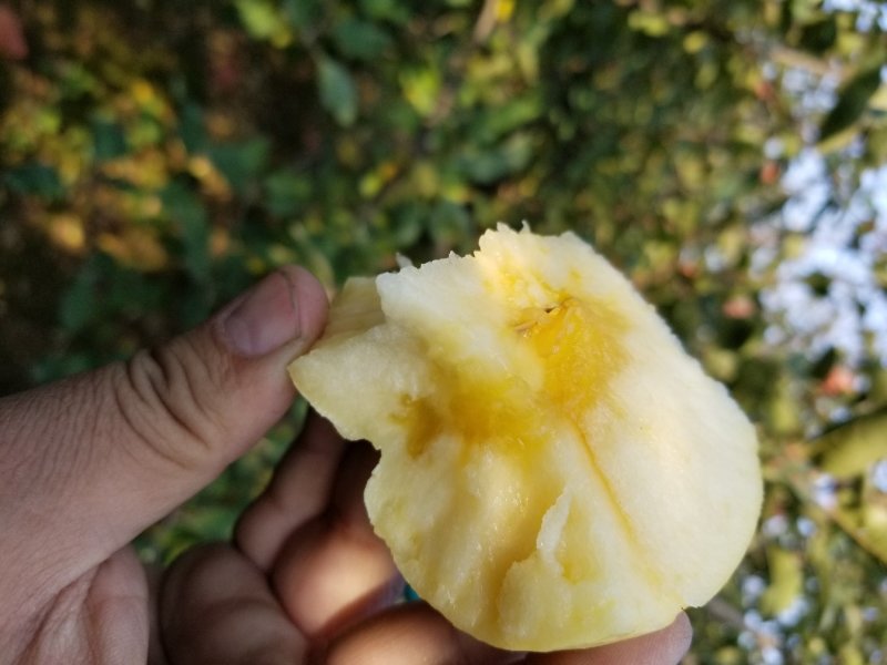 山东烟台维纳斯黄金富士