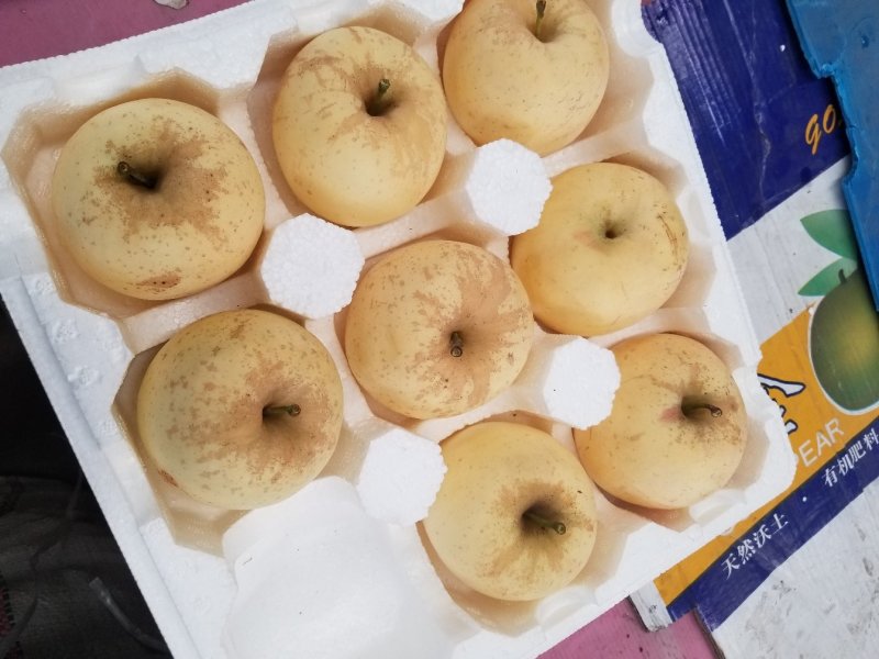山东烟台维纳斯黄金富士