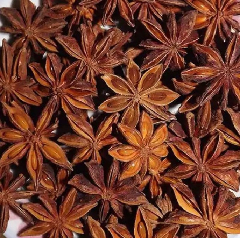 八角树树苗南北方庭院四季高产地栽种植食用大红茴香