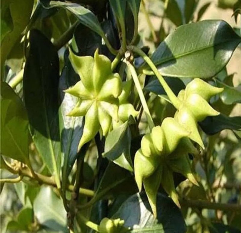 八角树树苗南北方庭院四季高产地栽种植食用大红茴香