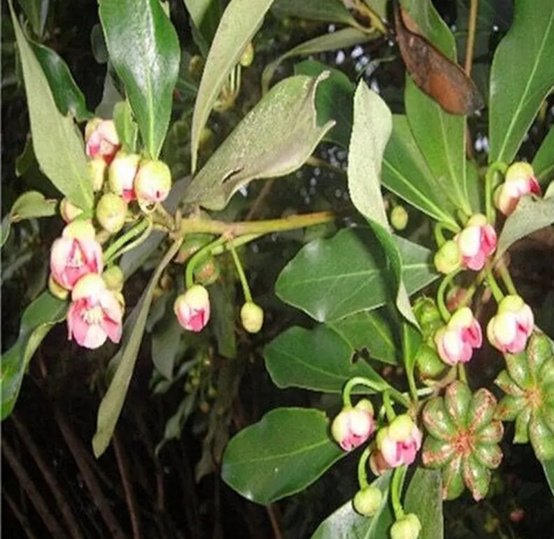八角树树苗南北方庭院四季高产地栽种植食用大红茴香