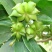 八角树树苗南北方庭院四季高产地栽种植食用大红茴香