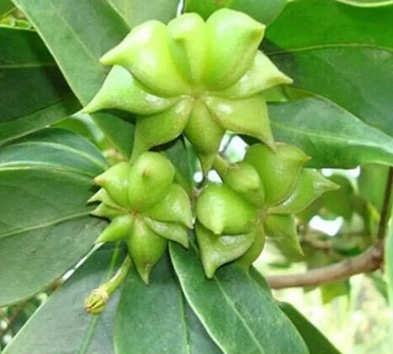 八角树树苗南北方庭院四季高产地栽种植食用大红茴香