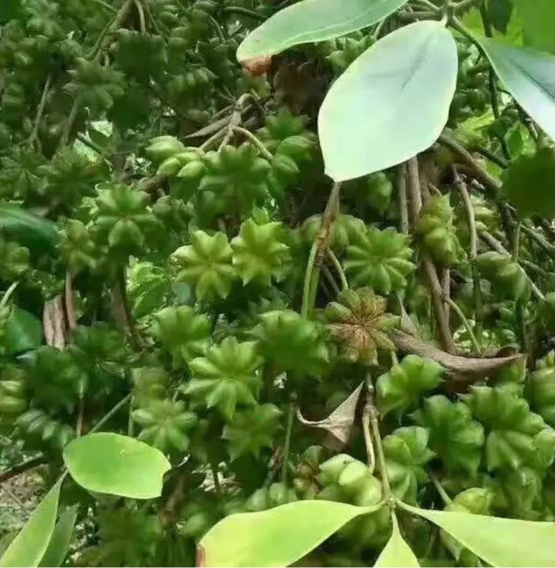 八角树树苗南北方庭院四季高产地栽种植食用大红茴香
