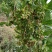 八角树树苗南北方庭院四季高产地栽种植食用大红茴香